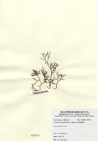 藏品(傘房龍鬚菜)的圖片